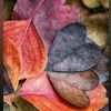 akashia_05